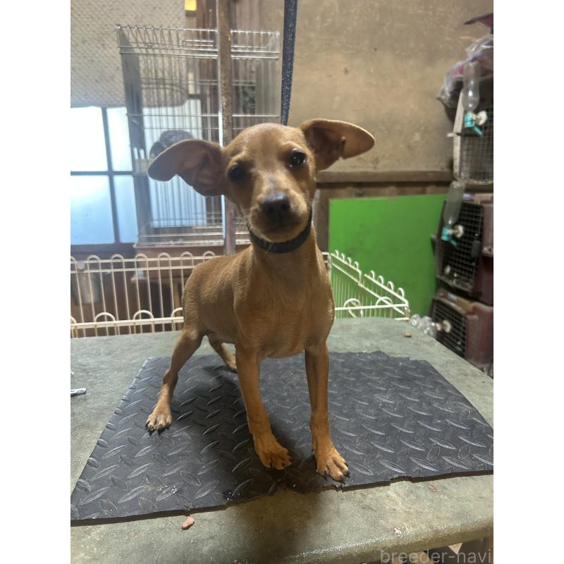 販売中の静岡県のミニチュアピンシャー(ミニピン)-453158の4枚目