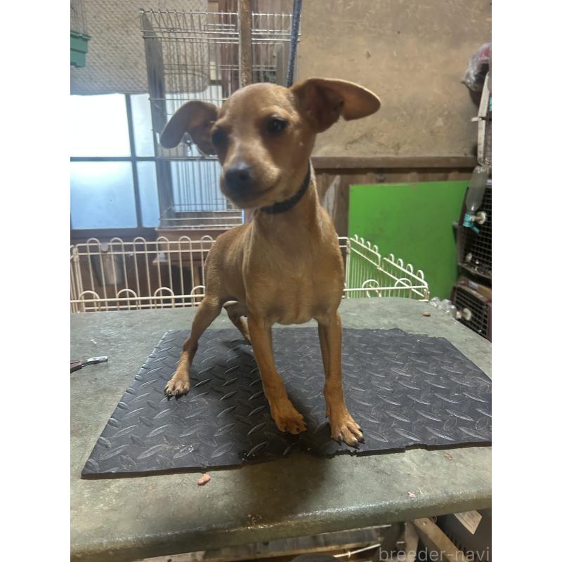 販売中の静岡県のミニチュアピンシャー(ミニピン)-453158の3枚目