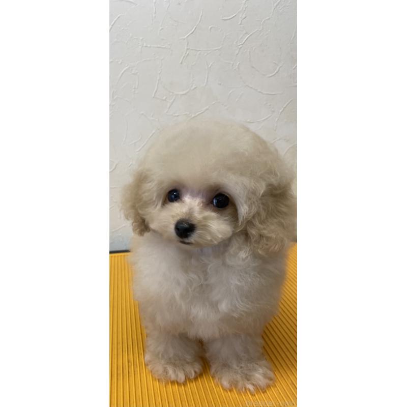 販売中の愛知県のティーカッププードル-446694