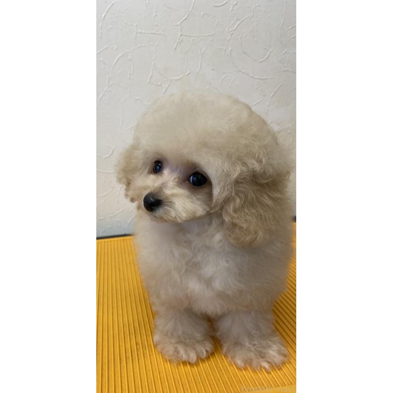 販売中の愛知県のティーカッププードル-446694の5枚目