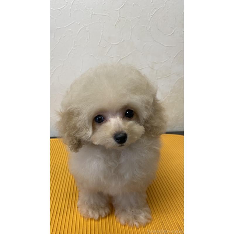 販売中の愛知県のティーカッププードル-446694の4枚目