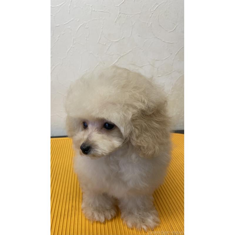 販売中の愛知県のティーカッププードル-446694の3枚目