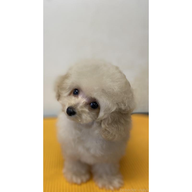 販売中の愛知県のティーカッププードル-446694の2枚目