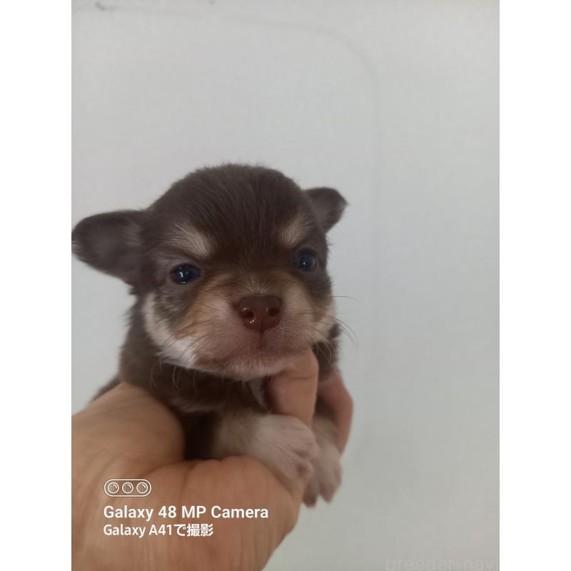 販売中の山口県のチワワ(ロングコート)-453159の2枚目