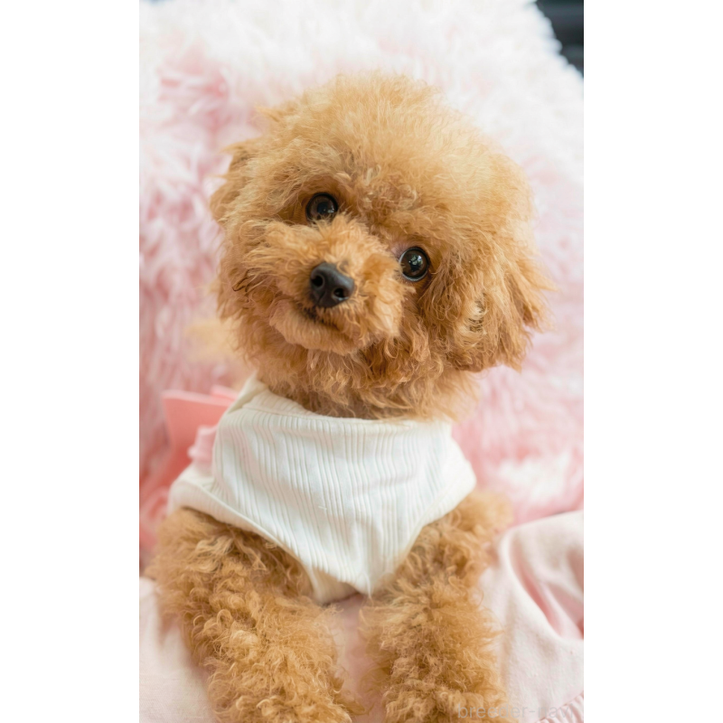 販売中の千葉県のタイニープードル-441765の7枚目