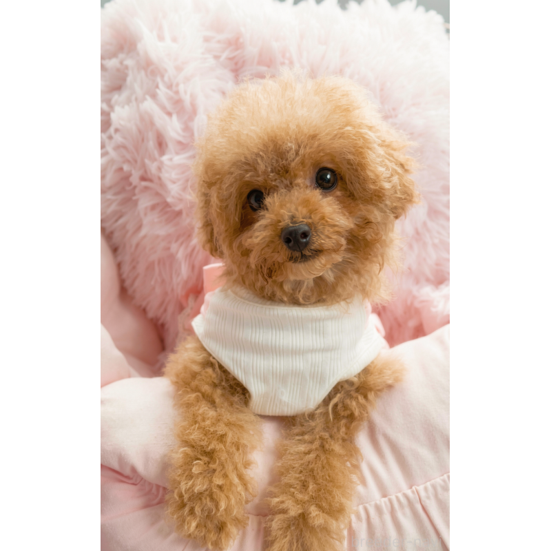 販売中の千葉県のタイニープードル-441765の6枚目