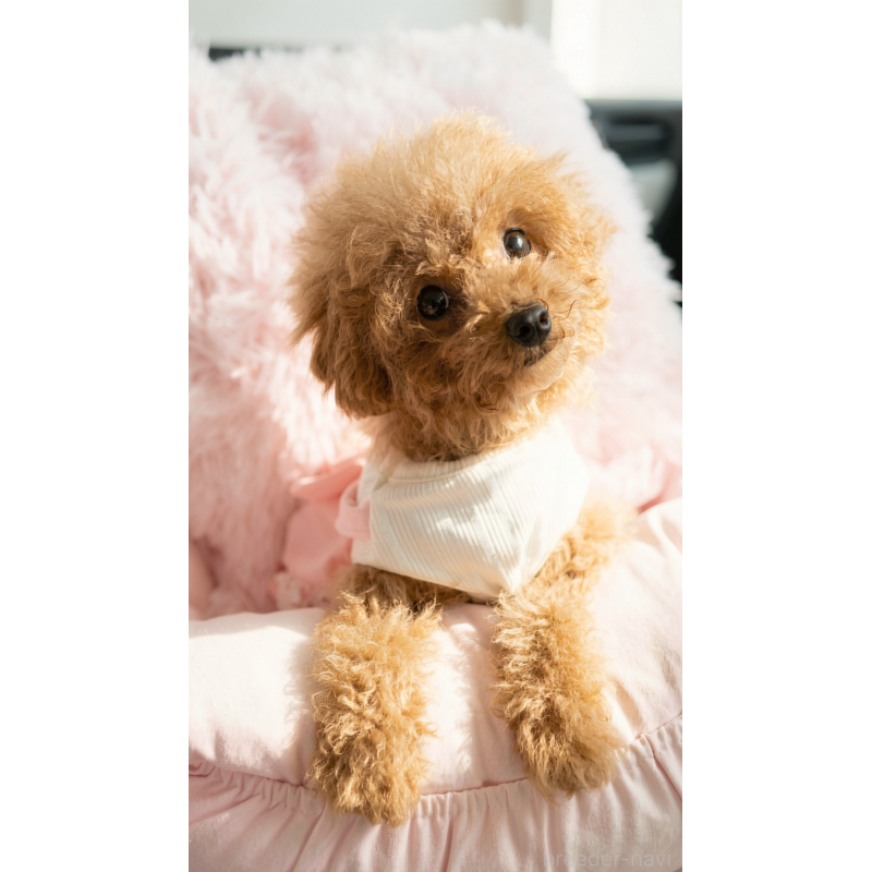 販売中の千葉県のタイニープードル-441765の5枚目