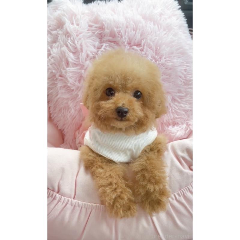 販売中の千葉県のタイニープードル-441765の4枚目