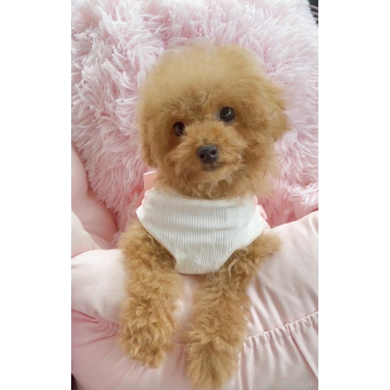 販売中の千葉県のタイニープードル-441765の3枚目