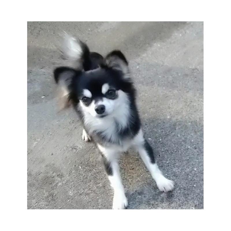 販売中の山口県のチワワ(ロングコート)-453161の4枚目