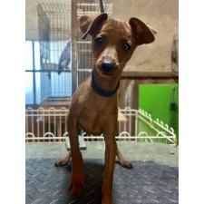 ♀︎ミニチュアピンシャー(ミニピン)