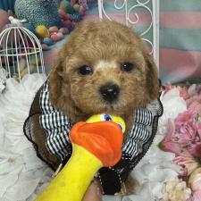 オンライン見学