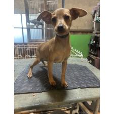 ♀︎ミニチュアピンシャー(ミニピン)