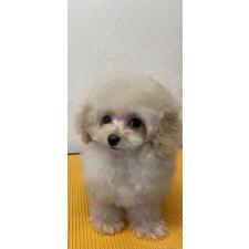 ♀︎ティーカッププードル