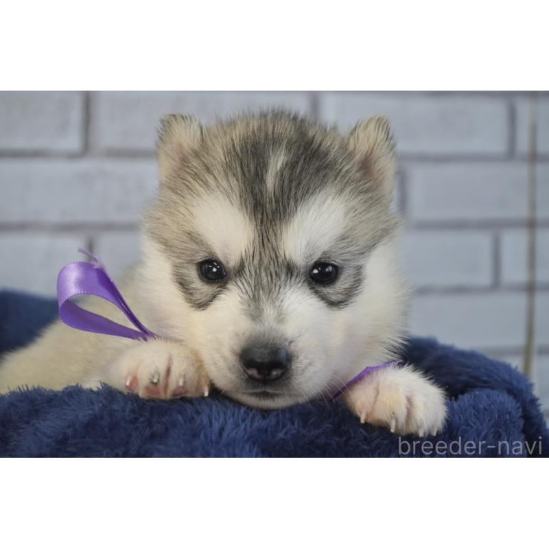 販売中の熊本県のシベリアンハスキー-453160の8枚目