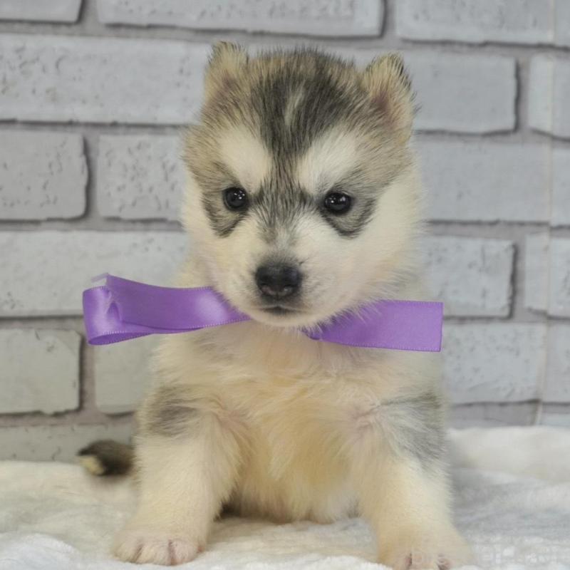 販売中の熊本県のシベリアンハスキー-453160の7枚目