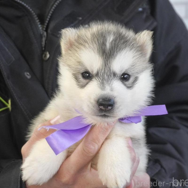 販売中の熊本県のシベリアンハスキー-453160の6枚目
