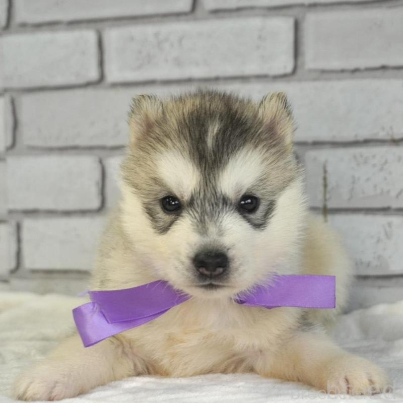 販売中の熊本県のシベリアンハスキー-453160の5枚目