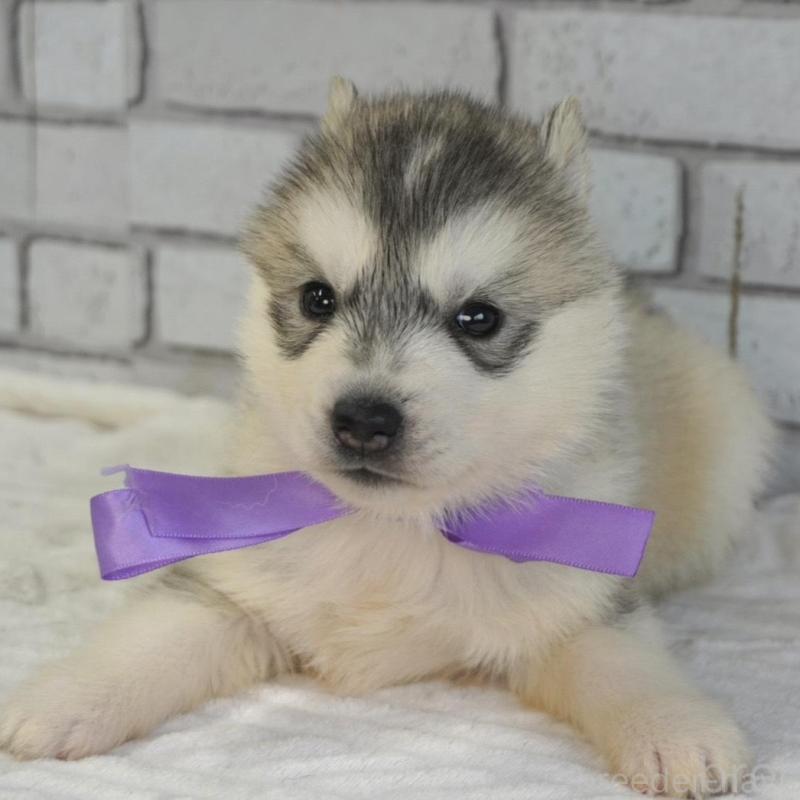 販売中の熊本県のシベリアンハスキー-453160の3枚目