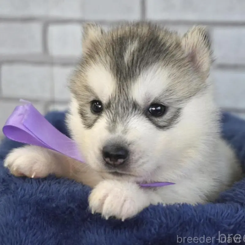 販売中の熊本県のシベリアンハスキー-453160の2枚目