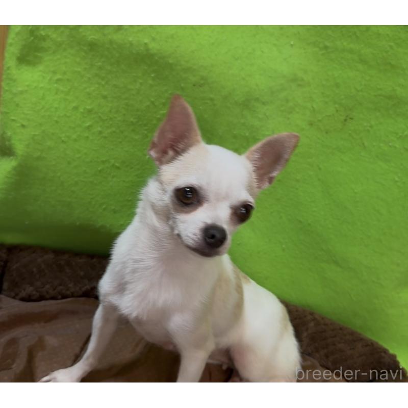 販売中の山口県のチワワ(スムースコート)-453162の8枚目