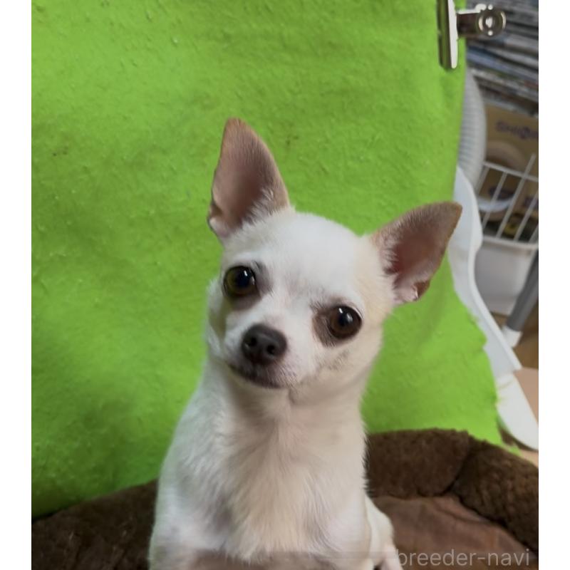 販売中の山口県のチワワ(スムースコート)-453162の7枚目