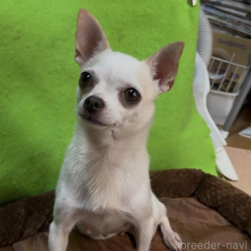 販売中の山口県のチワワ(スムースコート)-453162の6枚目