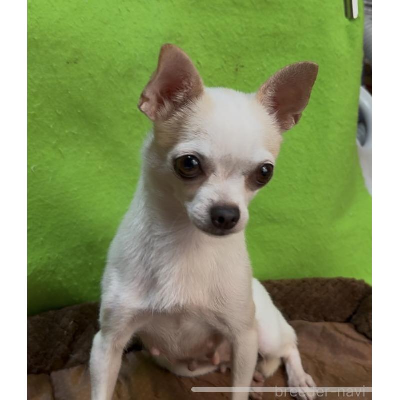 販売中の山口県のチワワ(スムースコート)-453162の5枚目