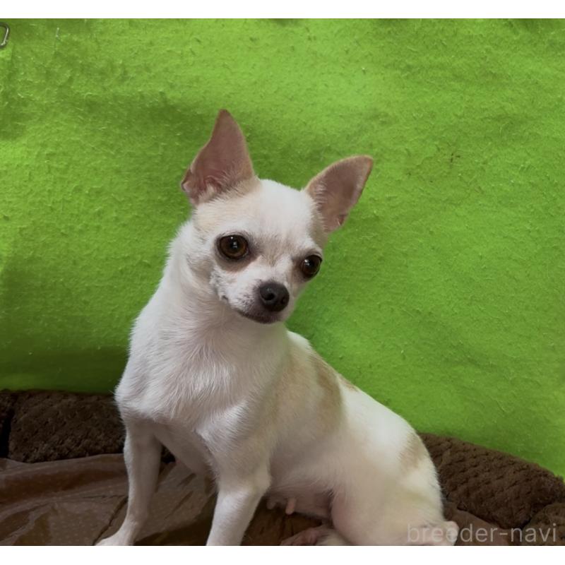 販売中の山口県のチワワ(スムースコート)-453162の4枚目