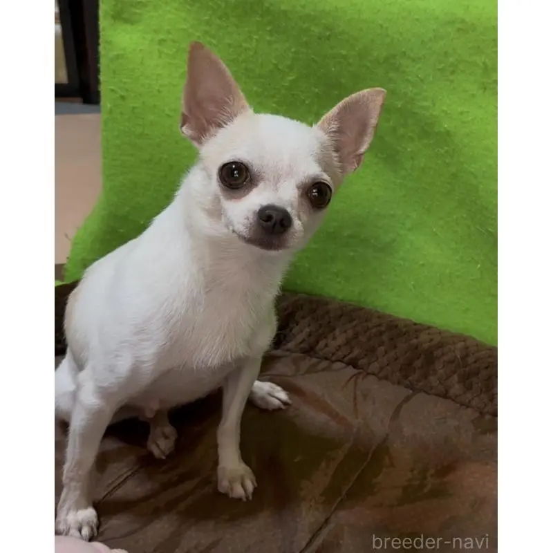 販売中の山口県のチワワ(スムースコート)-453162の2枚目