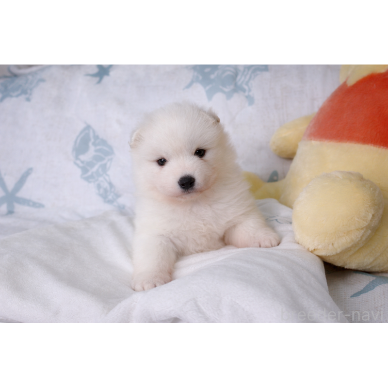 販売中の栃木県のサモエド-453163の5枚目