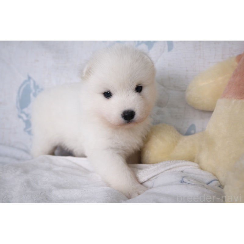 販売中の栃木県のサモエド-453163の4枚目