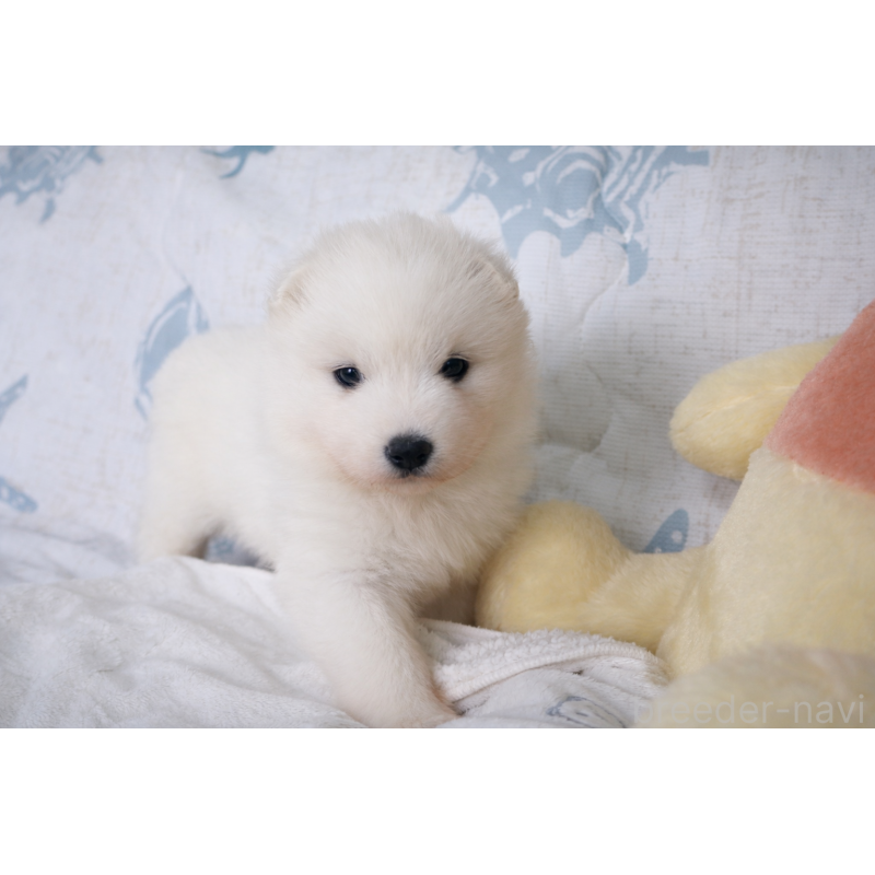 販売中の栃木県のサモエド-453163の3枚目