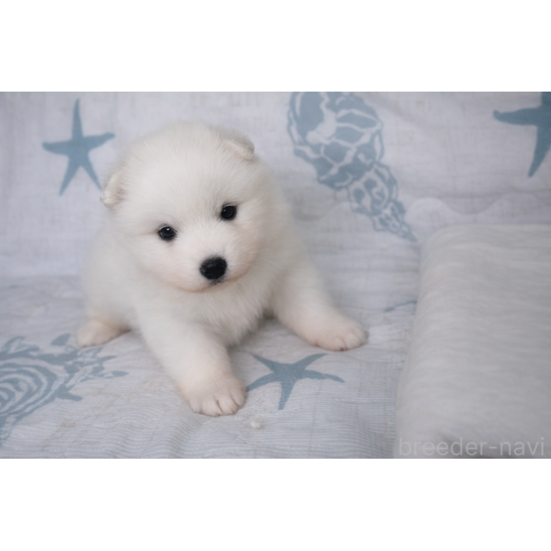 販売中の栃木県のサモエド-453163の2枚目