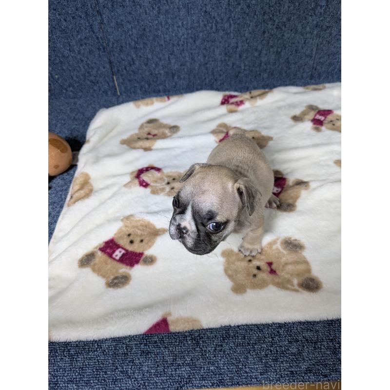 販売中の広島県のフレンチブルドッグ-453165の8枚目