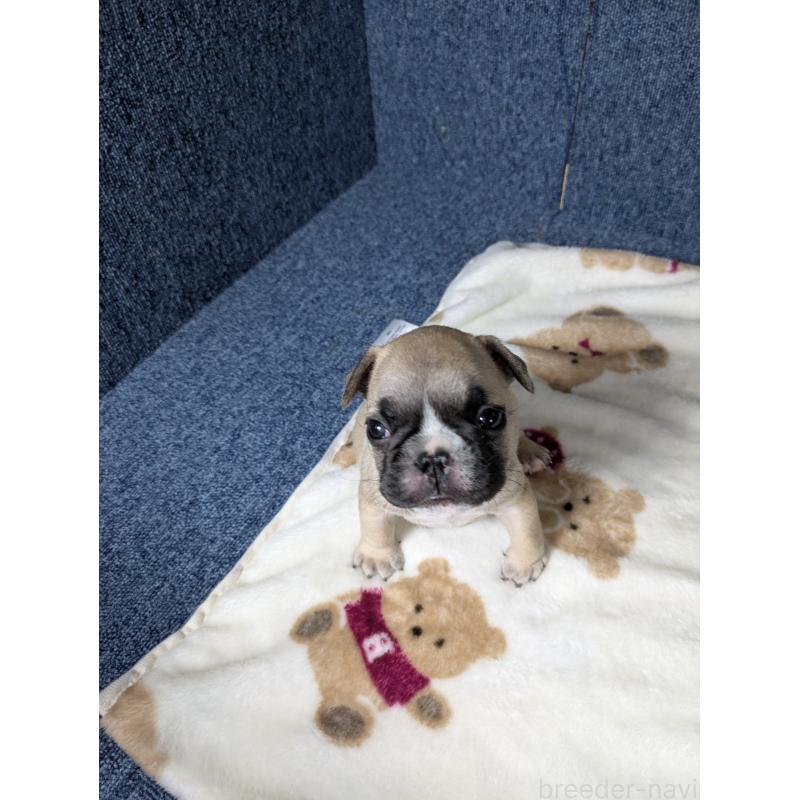 販売中の広島県のフレンチブルドッグ-453165の7枚目