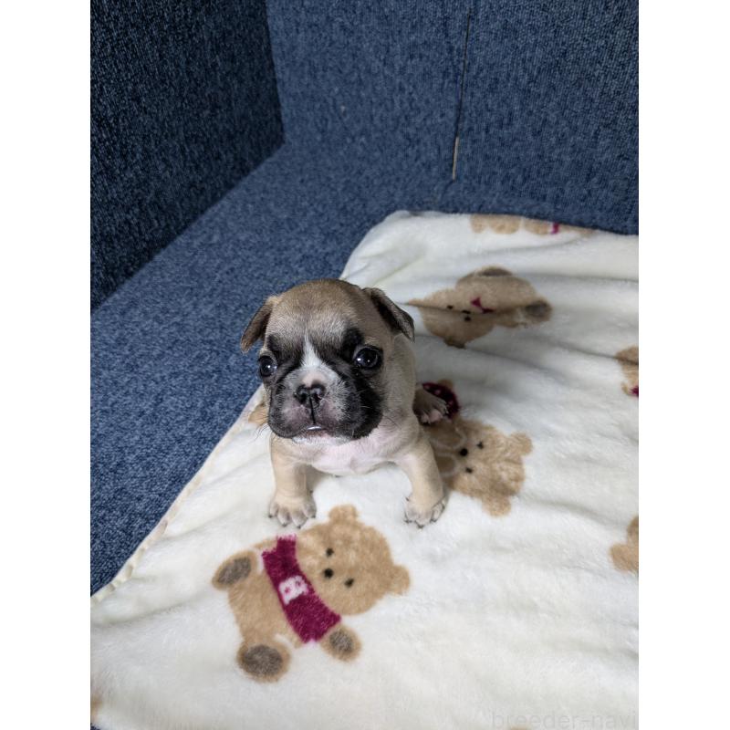 販売中の広島県のフレンチブルドッグ-453165の6枚目