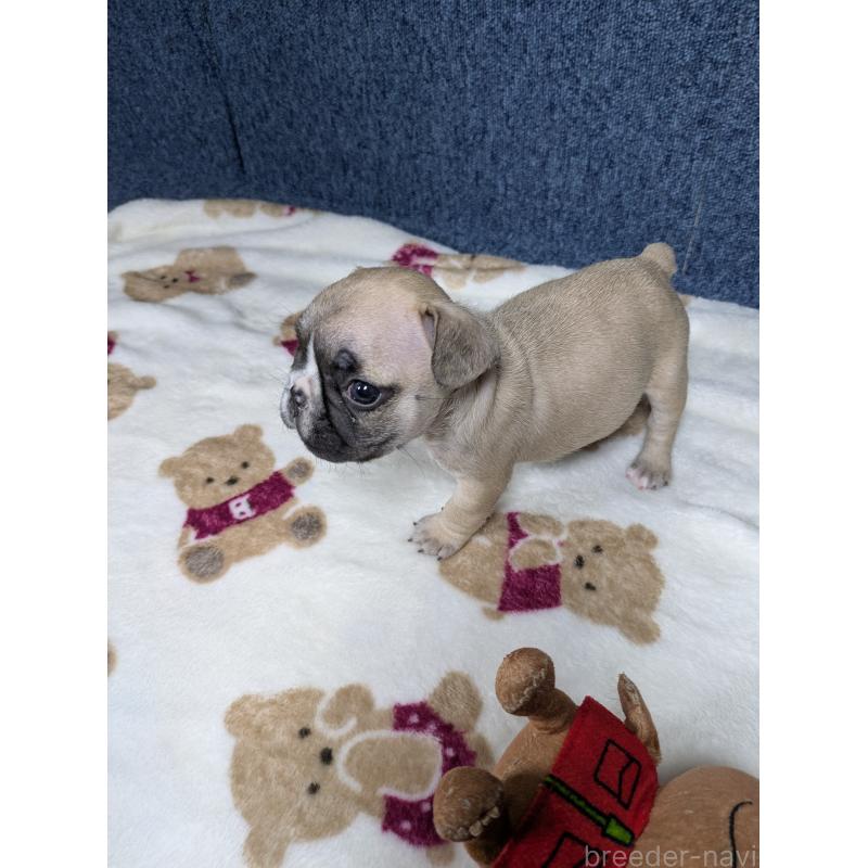 販売中の広島県のフレンチブルドッグ-453165の5枚目