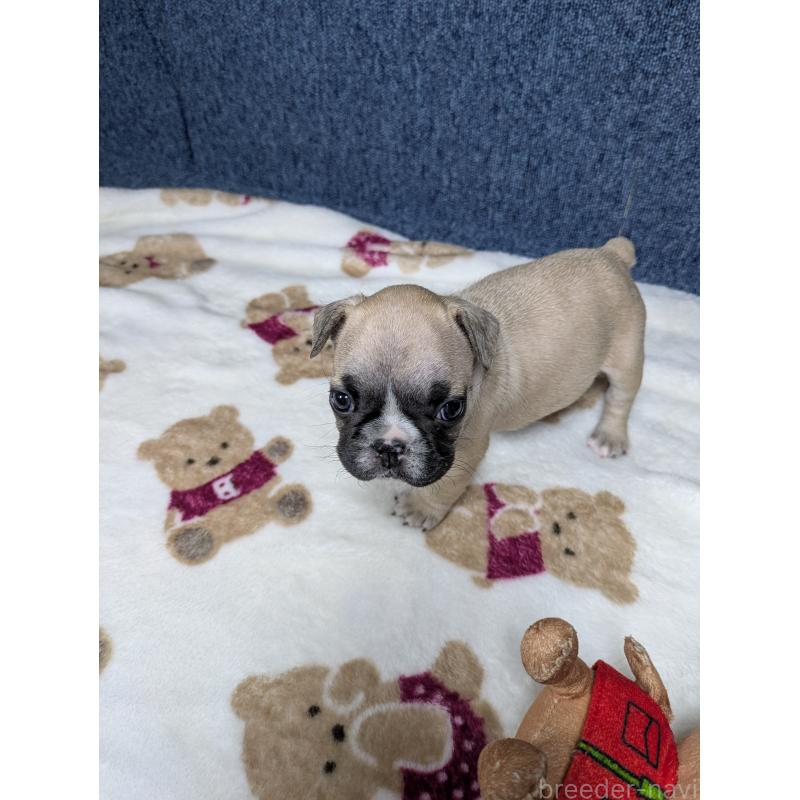 販売中の広島県のフレンチブルドッグ-453165の4枚目