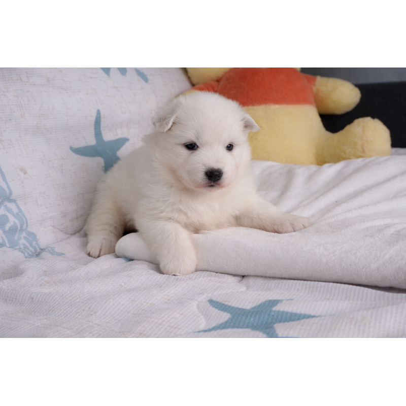 販売中の栃木県のサモエド-453164の5枚目