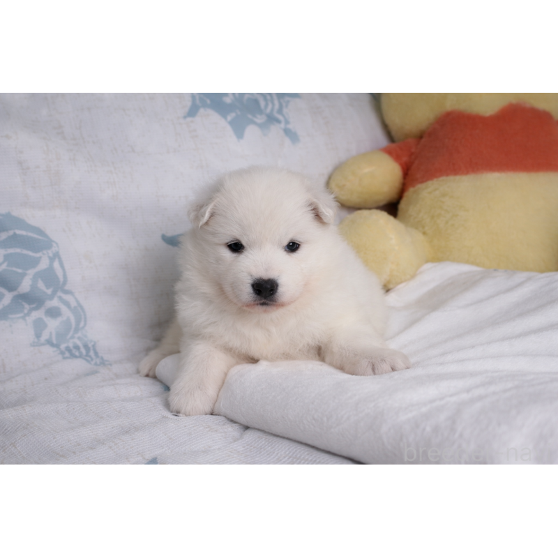 販売中の栃木県のサモエド-453164の4枚目