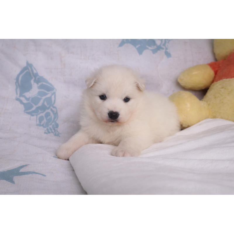 販売中の栃木県のサモエド-453164の3枚目