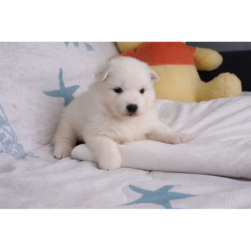 販売中の栃木県のサモエド-453164の2枚目