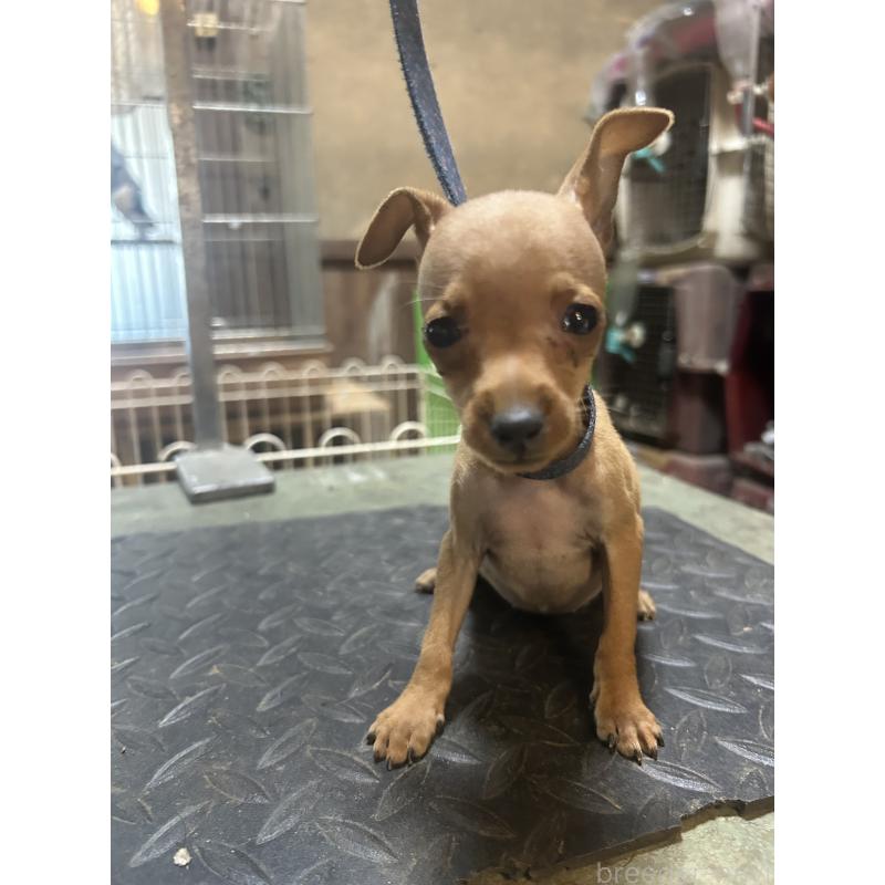 販売中の静岡県のミニチュアピンシャー(ミニピン)-453166の6枚目