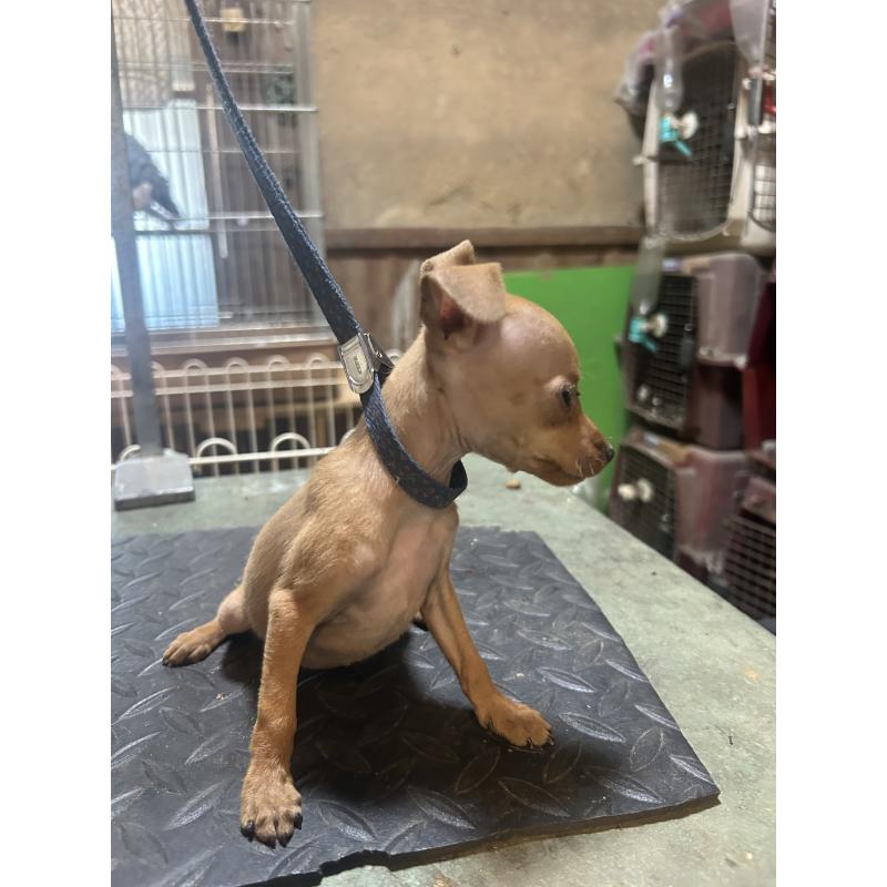 販売中の静岡県のミニチュアピンシャー(ミニピン)-453166の4枚目