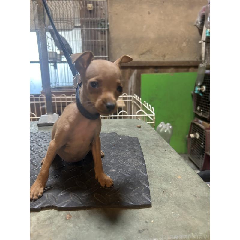 販売中の静岡県のミニチュアピンシャー(ミニピン)-453166の3枚目