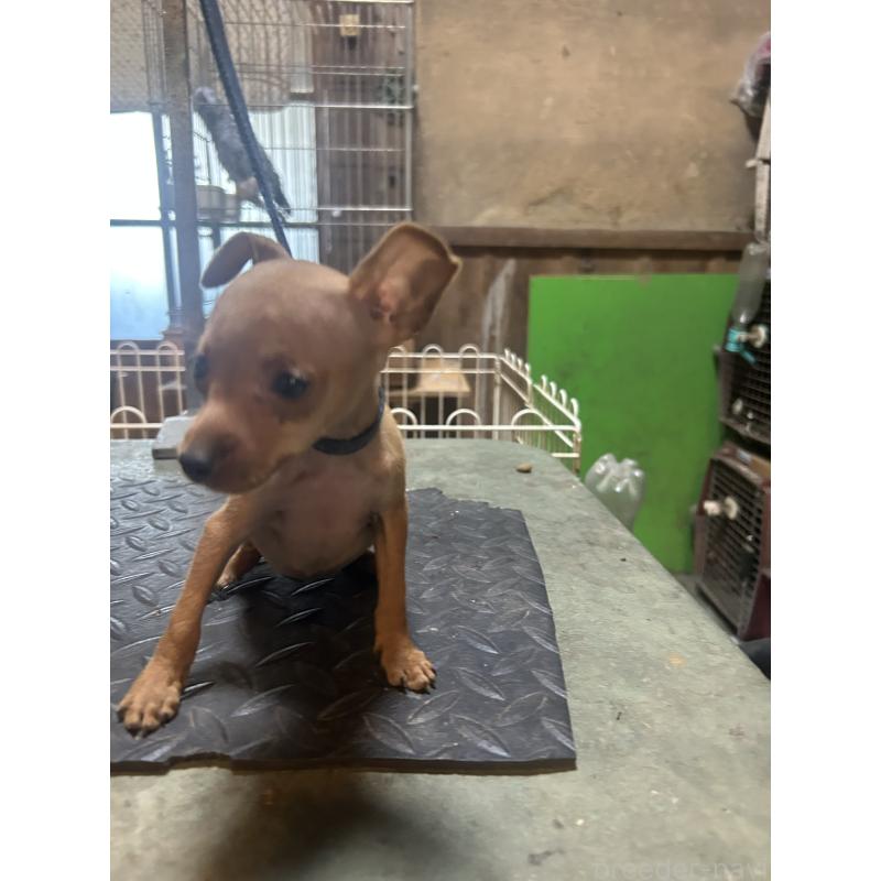 販売中の静岡県のミニチュアピンシャー(ミニピン)-453166の2枚目