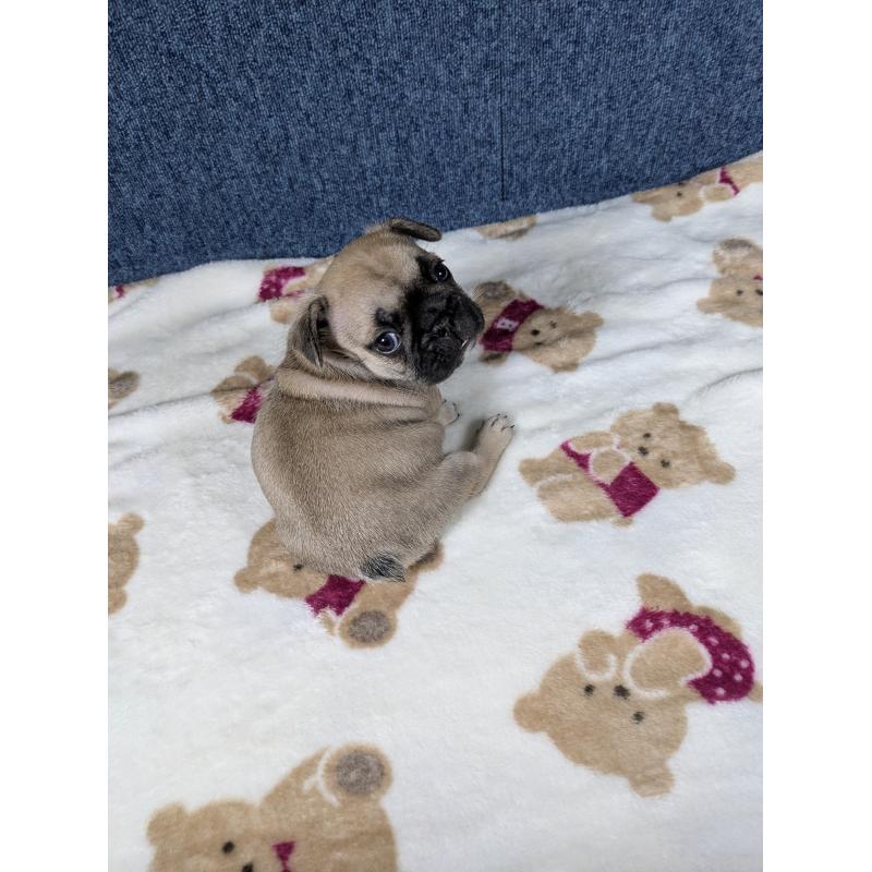 販売中の広島県のフレンチブルドッグ-453167の5枚目