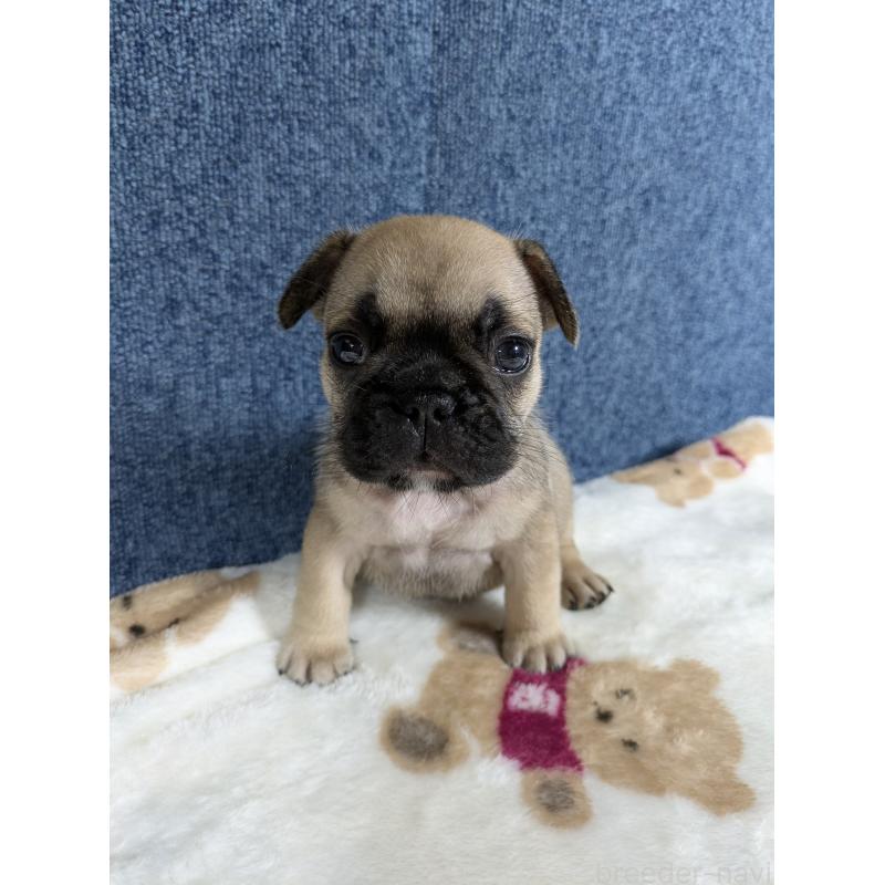 販売中の広島県のフレンチブルドッグ-453167の4枚目