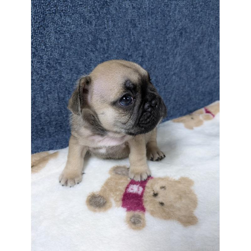 販売中の広島県のフレンチブルドッグ-453167の3枚目